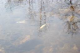 inquinamento 27-02-2005 003.jpg